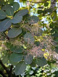 Attēlu rezultāti vaicājumam “Cotinus coggygria leaf”