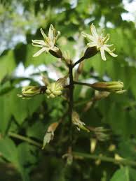 Attēlu rezultāti vaicājumam “Gymnocladus dioicus flower”