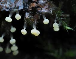 Attēlu rezultāti vaicājumam “Trichiaceae, Hemitrichiaceae, Arcyriaceae”