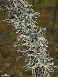 Attēlu rezultāti vaicājumam “Pseudevernia furfuracea”