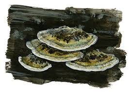 Attēlu rezultāti vaicājumam “Bjerkandera fumosa”