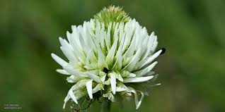 Attēlu rezultāti vaicājumam “Trifolium montanum fruit”