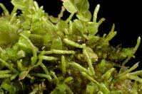 Attēlu rezultāti vaicājumam “Myurella julacea”