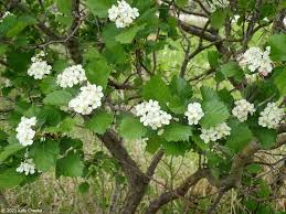 Attēlu rezultāti vaicājumam “Crataegus chrysocarpa”