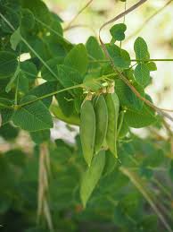 Attēlu rezultāti vaicājumam “Vicia pisiformis”