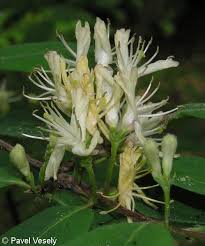 Attēlu rezultāti vaicājumam “Lonicera xylosteum flower”