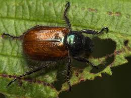 Attēlu rezultāti vaicājumam “Phyllopertha horticola”