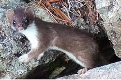 Attēlu rezultāti vaicājumam “Mustela erminea”