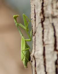 Attēlu rezultāti vaicājumam “Mantis religiosa”