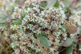 Attēlu rezultāti vaicājumam “Scleranthus perennis flower”