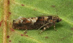 Attēlu rezultāti vaicājumam “Epinotia sordidana”