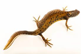 Attēlu rezultāti vaicājumam “Triturus cristatus”