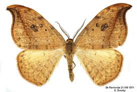 Attēlu rezultāti vaicājumam “Drepana falcataria”