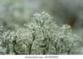 Attēlu rezultāti vaicājumam “Cladonia rangiferina”