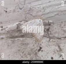 Attēlu rezultāti vaicājumam “Nola aerugula”