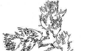 Attēlu rezultāti vaicājumam “Ptilidium pulcherrimum”