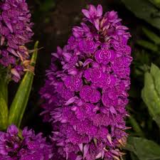 Attēlu rezultāti vaicājumam “Dactylorhiza”