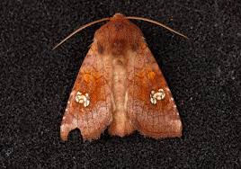 Attēlu rezultāti vaicājumam “Amphipoea”