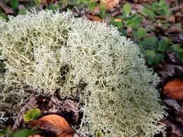Attēlu rezultāti vaicājumam “Cladonia mitis”