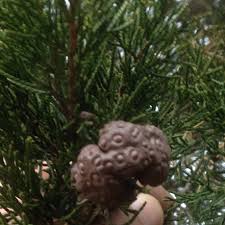 Attēlu rezultāti vaicājumam “Melampsoridium sp.”