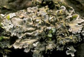 Attēlu rezultāti vaicājumam “Physconia enteroxantha”