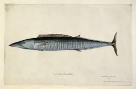 Image result for Acanthocybium solandri