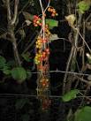 purposes it is very poisonous and can cause paralysis in children. - via Daymix