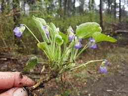 Attēlu rezultāti vaicājumam “Viola collina”