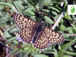 Attēlu rezultāti vaicājumam “Melitaea cinxia underside”