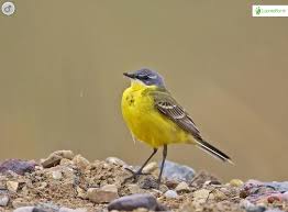 Attēlu rezultāti vaicājumam “Motacilla flava flava adult”