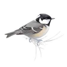 Attēlu rezultāti vaicājumam “Periparus ater adult”