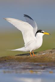 Attēlu rezultāti vaicājumam “Sternula albifrons”