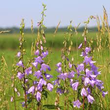 Attēlu rezultāti vaicājumam “Dactylorhiza majalis subsp. baltica bud”