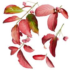 Attēlu rezultāti vaicājumam “Euonymus europaeus leaf”