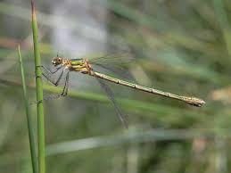 Attēlu rezultāti vaicājumam “Lestes sponsa”