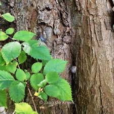 Attēlu rezultāti vaicājumam “Ulmus minor f. suberosa”