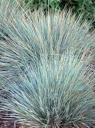 Attēlu rezultāti vaicājumam “Helictotrichon pratense leaf”