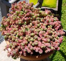 Attēlu rezultāti vaicājumam “Sedum pallidum flower”