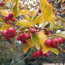 Attēlu rezultāti vaicājumam “Crataegus persimilis”