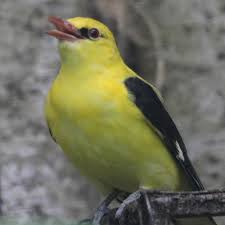 Attēlu rezultāti vaicājumam “Oriolus oriolus male”