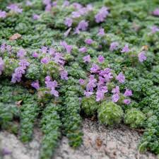 Attēlu rezultāti vaicājumam “Thymus serpyllum leaf”
