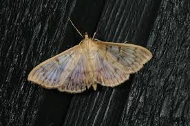 Attēlu rezultāti vaicājumam “Pleuroptya ruralis”