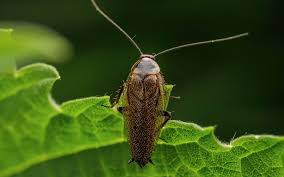 Attēlu rezultāti vaicājumam “Ectobius sylvestris female”