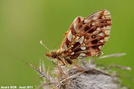 Attēlu rezultāti vaicājumam “Clossiana selene upperside”