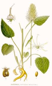 Attēlu rezultāti vaicājumam “Phyteuma spicatum”