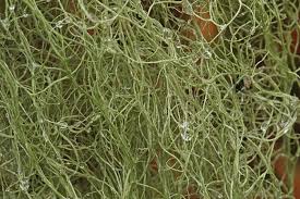 Attēlu rezultāti vaicājumam “Bryoria capillaris”