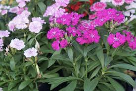 Image result for Dianthus barbatus