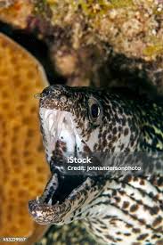 Image result for Gymnothorax moringa