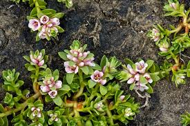 Attēlu rezultāti vaicājumam “Glaux maritima”