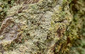 Attēlu rezultāti vaicājumam “Chaenotheca laevigata”